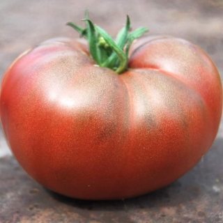 Томат Южный вечер
