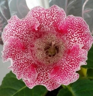 Глоксиния Импресс Красные чернила