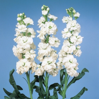 Левкой Вальс