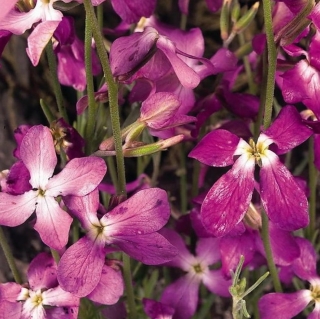 Маттиола Летний вечер