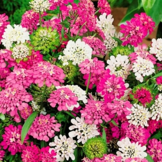 Иберис Песни моря, смесь