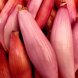 Лук Цебруне шалот