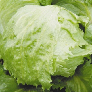 Салат Айсберг Арктика кочанный