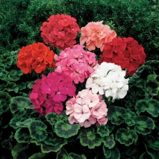 Пеларгония Люстра микс зональная