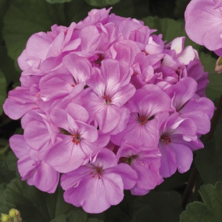 Пеларгония Люстра Лавендер зональная