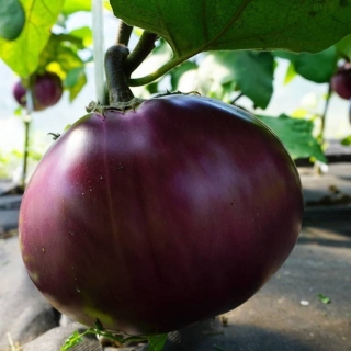 Баклажан Буржуй F1