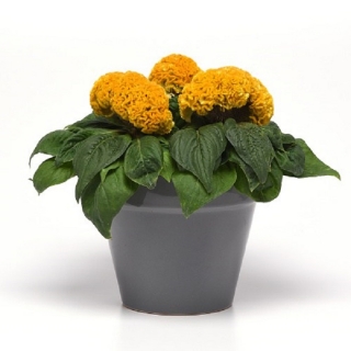 Целозия Концертина Ело (горшечная)