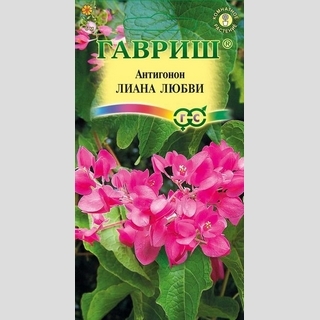 Антигонон Лиана любви