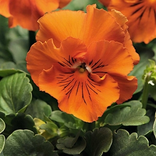 Виола Фриззл Сиззл F1 Оранж