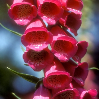 Наперстянка Карлик красный