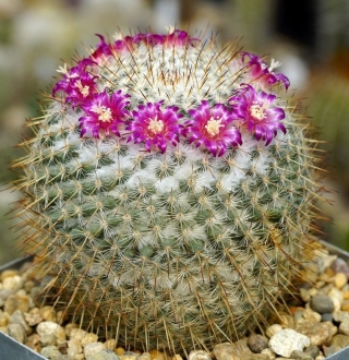 Маммиллярия Красотка