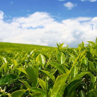 Чай Адыгейский (большой пакет)
