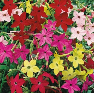 Табак Новый аромат душистый смесь