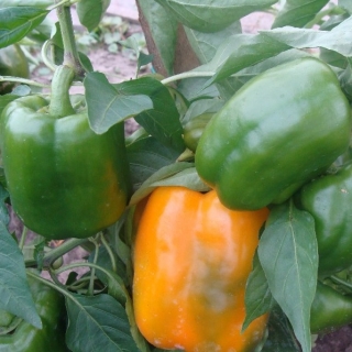 Перец Звезда Востока Оранжевая F1