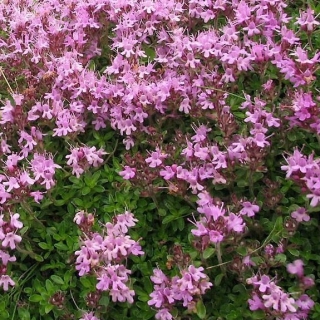 Тимьян Медок