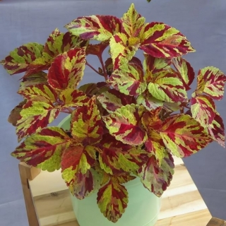 Колеус Файервей Мозаик