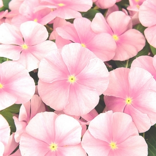 Катарантус Пацифика Розовый лед