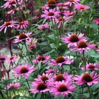 Эхинацея Доктор Панацея пурпурная