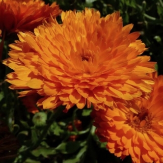 Календула Солнце Египта