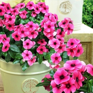 Катарантус Тату Расберри (Винка)