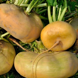 Репа Русский размер