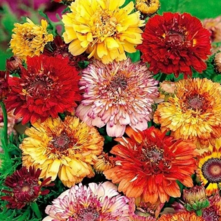 Хризантема Дунетти