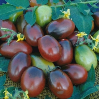 Томат Спрут Сливка Шоколадный F1