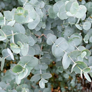 Эвкалипт Бинго серебряный