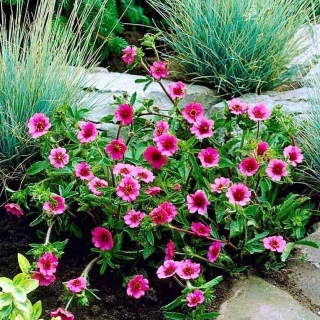 Лапчатка Мисс Вильмот непальская