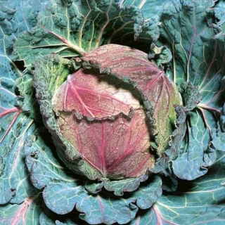 Капуста Зимний Деликатес савойская