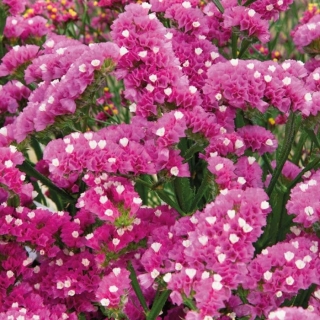 Лимониум Малиновое парфе