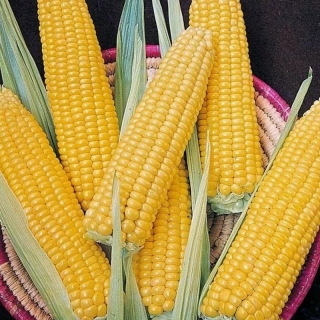 Кукуруза Кубанская консервная 148