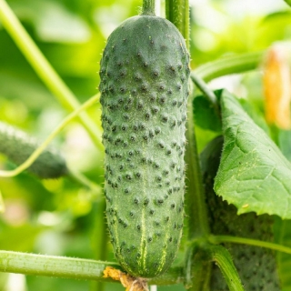 Огурец Пасалимо F1