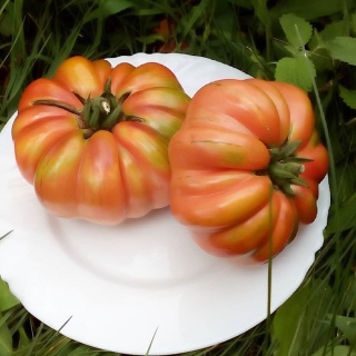 Томат Грибное лукошко