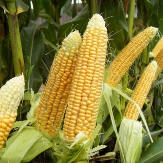 Кукуруза Экстра Эрли Экстра Свит F1