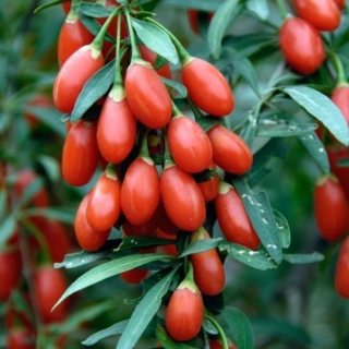 Годжи Ягода долголетия (Дереза китайская)