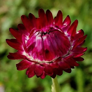 Гелихризум Пурпуреум