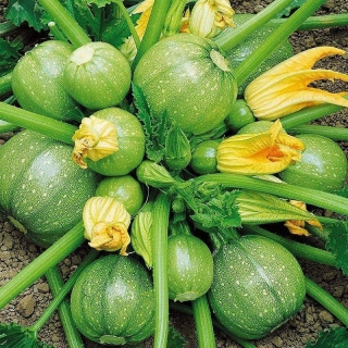 Кабачок С Кулачок