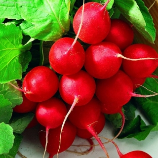 Редис Король на Рынке