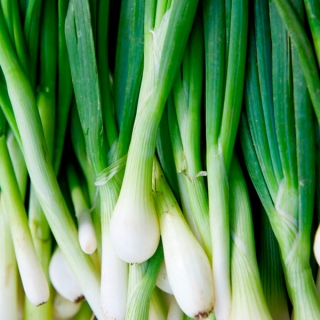 Лук Лонг токио (батун)