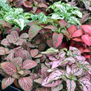 Гипоэстес Капли акварели