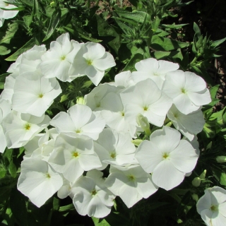 Флокс Взбитые сливки (Друммонда)