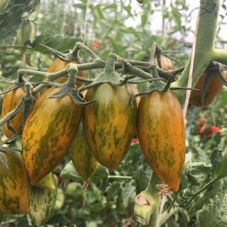 Томат Счастливый тигр (Lucky Tiger)