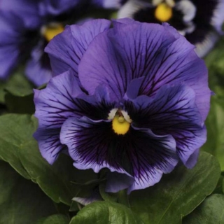 Виола Фриззл Сиззл F1 Синяя