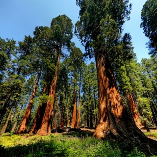 Секвойядендрон гигантский (Мамонтово дерево) (большой пакет)
