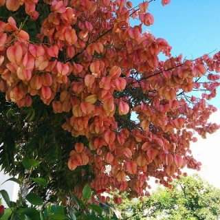 Кёльрейтерия Розовая гирлянда метельчатая