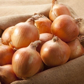 Лук Супра репчатый