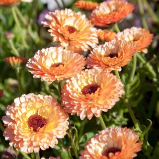 Календула Солнечный закат