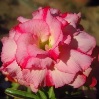 Адениум Wanida (тучный) (большой пакет)