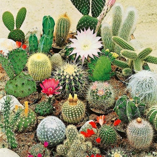 Кактус Смесь видов